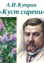 Куст сирени