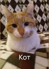 Кот