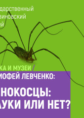 Сенокосцы: пауки или нет?