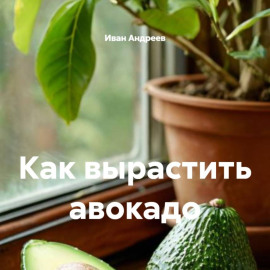 Как вырастить авокадо