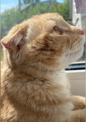 Кот по кличке Лис