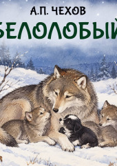 Белолобый
